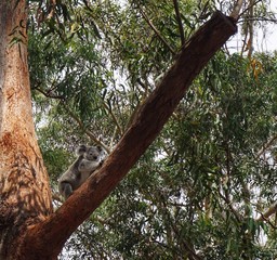 Koala Baby | Junges klettert im Baum in Australien