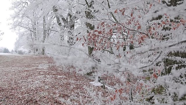 Frozen Forest catch by the Winter by Surprise, Bayern, Munich, Germany. 