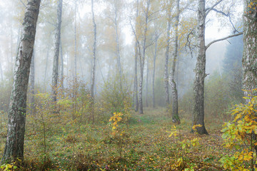Misty morning in the woods in the fall. Morning, autumn. Birch grove near the city. 