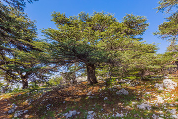 trees of Al Shouf Cedar Nature Reserve Barouk  in mount Lebanon Middle east