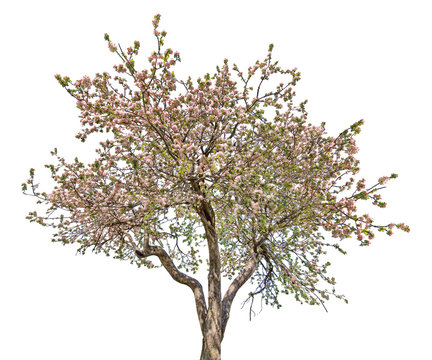 isolated pink blooming large old apple tree