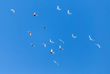 A flock of pigeons are flying in the blue sky