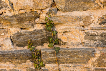 Stone wall with plant