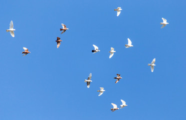 A flock of pigeons are flying in the blue sky