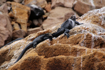 Riesen Echsen auf den Galapagos Inseln