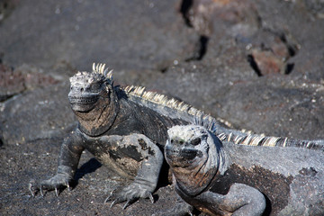 Riesen Echsen auf den Galapagos Inseln