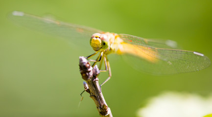 Dragonfly on a branch in the open air