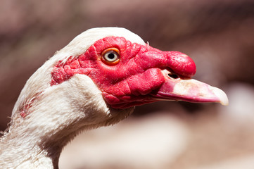Portrait of a white goose on a farm