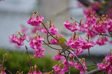 緋寒桜とメジロ　春の風景