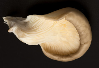 Fresh mushrooms oyster mushrooms on a black background