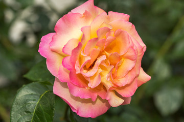 Pink roses in the garden