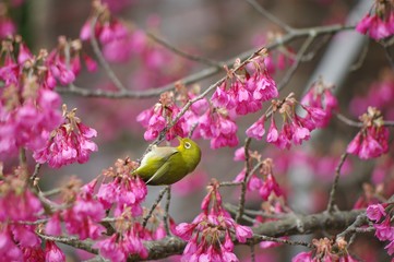 緋寒桜とメジロ　春の風景