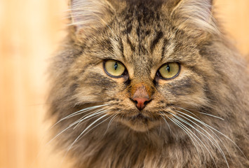 Portrait of a furry cat Maine Coon
