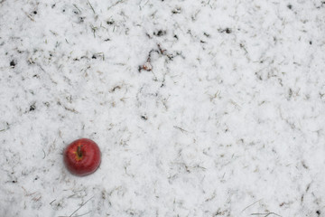 Red apple on snow close-up in frosty winter day
