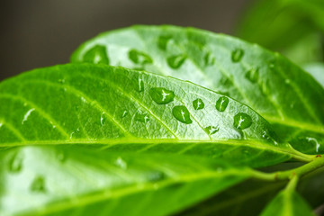 fresh green leaf with water-drops