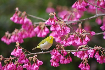 緋寒桜とメジロ　春の風景