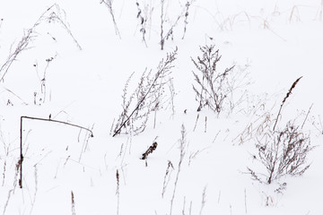 Dry grass in snow on nature in winter