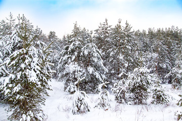 Coniferous trees in snow on nature in winter