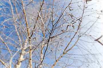 White birch branches in winter against a blue sky