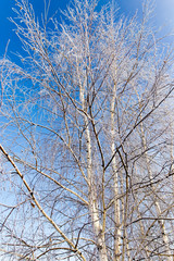 White birch branches in winter against a blue sky