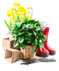 Spring gardening flowers narcissus still life with red boots