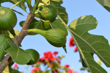 Green fig fruits