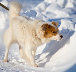 A dog walks in the snow in the winter