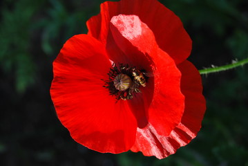 Roter Mohn (Papaver) - einzelne Blüte in der Sonne