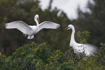 Great Egret landing next to its nesting mate - Venice, Florida