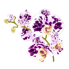 Branch orchids spotted purple and white flowers  Phalaenopsis tropical plant on a white background  vintage vector botanical illustration for design hand draw