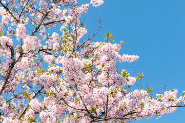 東北の春、桜満開