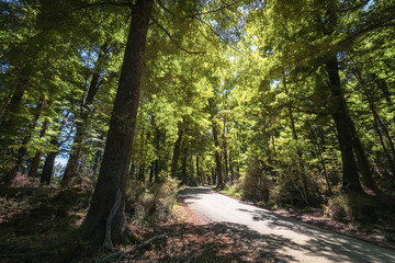 Forest perspective view in summer with sun rays from above on Glenorchy - Paradise Road in  New...