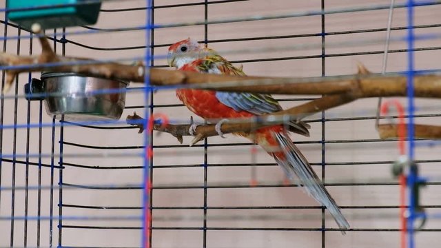 Parrot inside cage. Red and blue bird in the cage