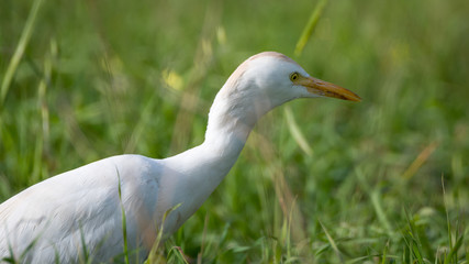 Single Cattle Egret Israel