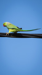 Green Parrot in the Wild