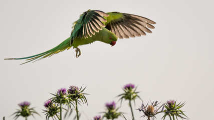 Green Parrot in the Wild
