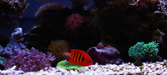 Flame Angelfish, one of the most beautiful dwarf angelfish