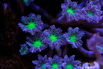 Naklejka premium Clavularia Glove polyps coral