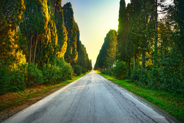 Obraz premium Bolgheri famous cypresses tree straight boulevard. Maremma, Tuscany, Italy