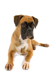 Liegender Boxer isoliert auf weißem Hintergrund