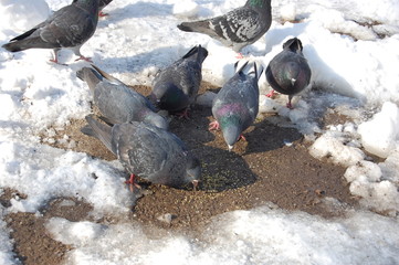 Columba, pigeon, winter