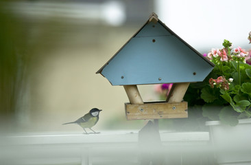 Vogel-Fütterung