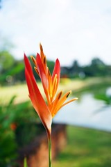 Obraz premium Bird of paradise flower blooming at backyard garden