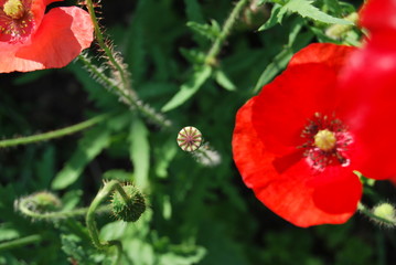 Roter Mohn (Papaver) - Blüten und Samenkapseln