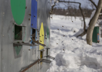 first spring departure of bees