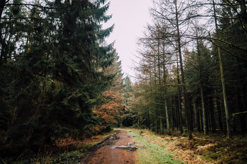 Ausflug in den Rüstjer Forst mit Hund