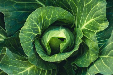 Obraz premium Vegetable Lettuce Green cabbage Fresh green garden cabbage on rustic wooden background