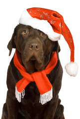 Labrador mit Weihnachtsmütze isoliert auf weißem Grund