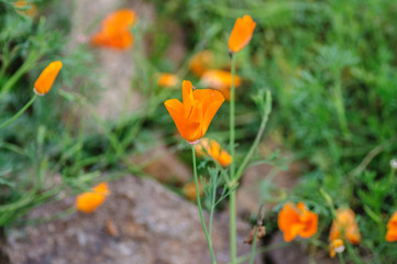 Close up of California Poppies Eschscholzia californica during peak blooming time
