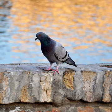 bird pigeon sits on a wall against the background of the river.